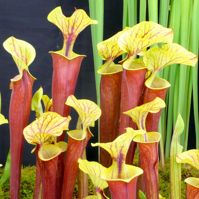La sarracenia, plante anti frelon asiatique