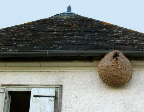 Frelon asiatique Bayonne – destruction nids de frelons Bayonne