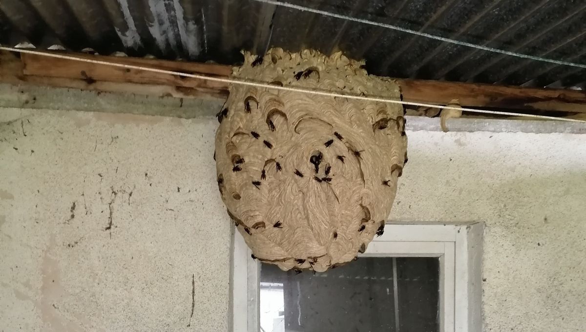 Destruction nids de frelons asiatiques Villeurbanne