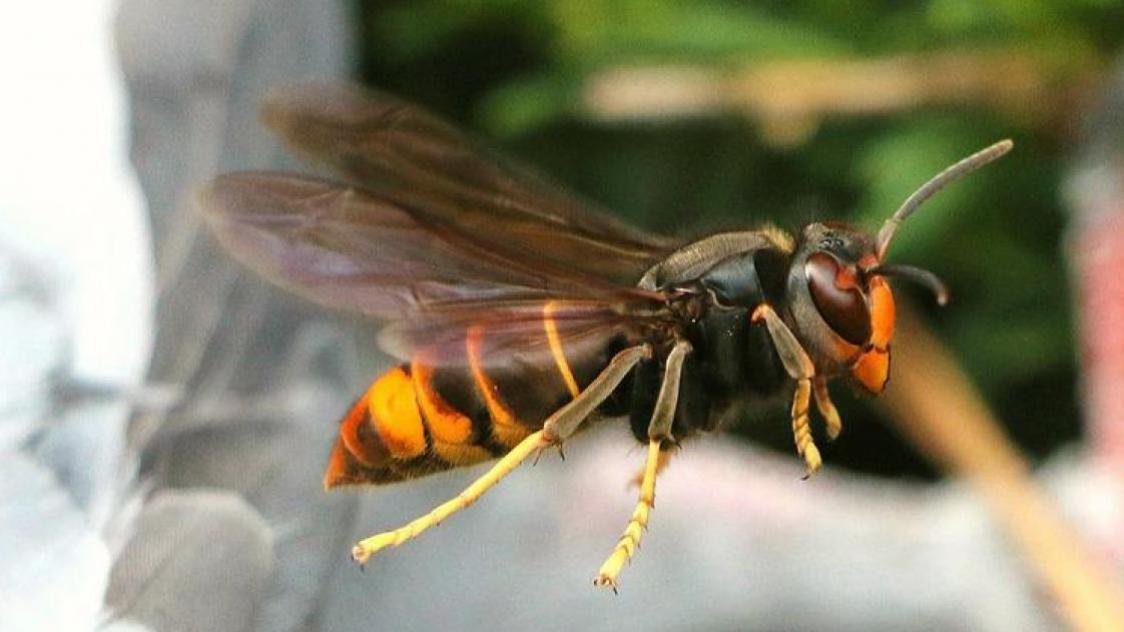 Destruction de nids de frelons asiatiques à Mornant