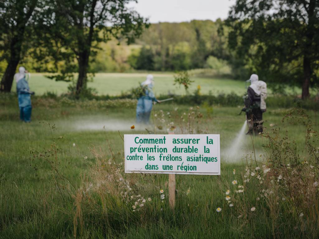 Comment assurer la prévention durable contre les frelons asiatiques dans une région